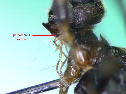 Wachsmannia spathiiformis